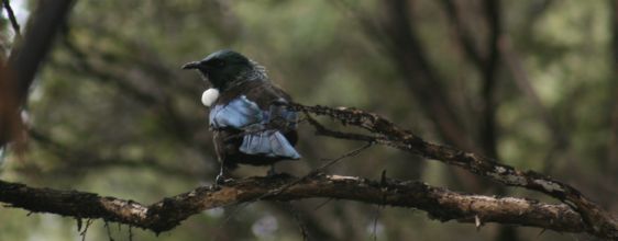 tui